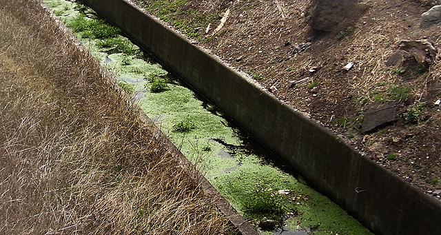 algal bloom...
